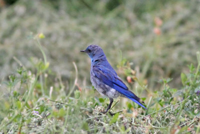 Mountain Bluebird