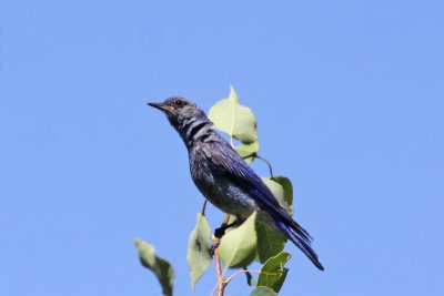 Mountain Bluebird