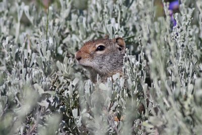 Utah Prairie Dog