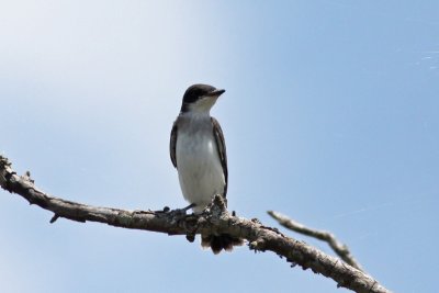 Young Eastern Kingbird