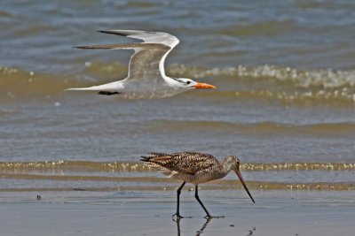 Marbled Godwit and Royal Tern