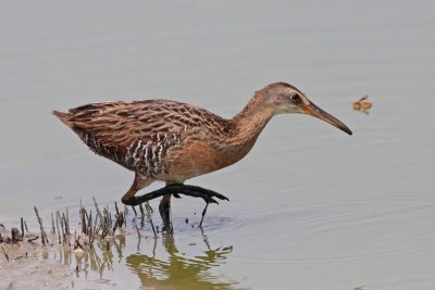 Clapper Rail