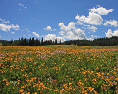 Uinta Meadows