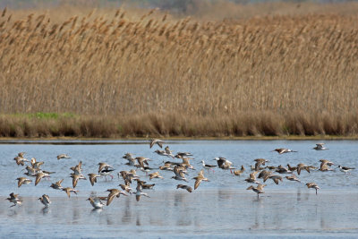 Shorebirds, Gulls, Terns, Cormorants