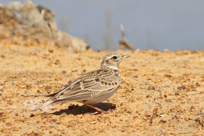 Skylark