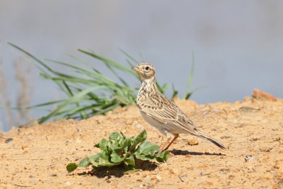 Skylark