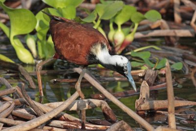 Madagascar Jacana