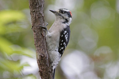 Downy Woodpecker