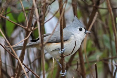 Tufted Titmouse