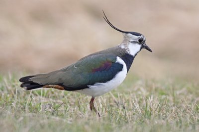 Northern Lapwing