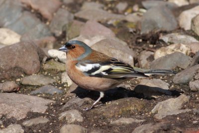 Chaffinch