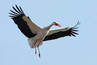 White Stork