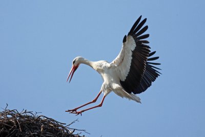 White Stork