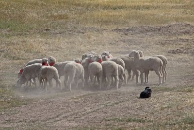 Sheepdog waiting for command