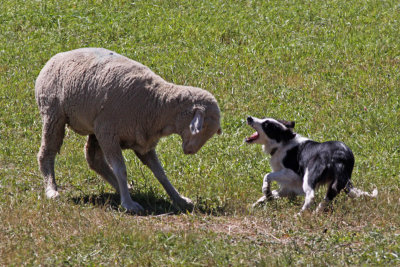 Stella and stubborn ewe