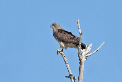 Swainson's Hawk