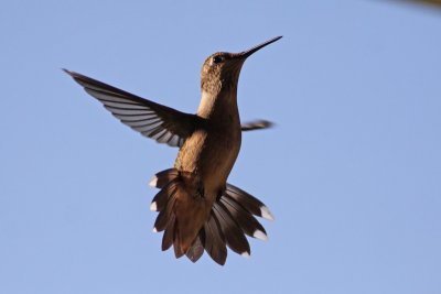 Hummingbird species (need ID)
