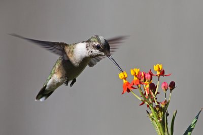 Ruby-throated Hummingbird