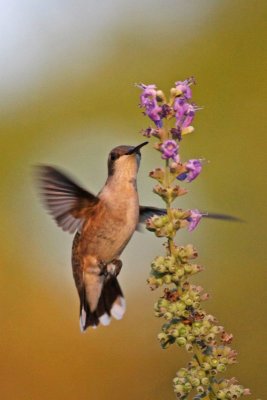 Ruby-throated Hummingbird