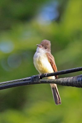 2011-02-22_2038-Flycatcher-.jpg