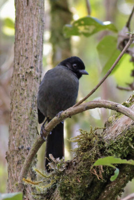 Yellow-thighed Finch