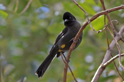 Yellow-thighed Finch