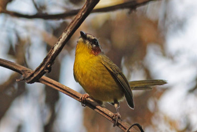 Rufous-capped Warbler