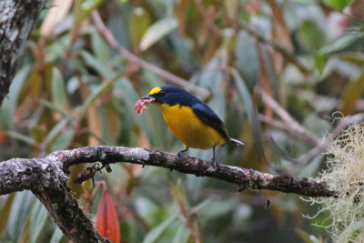 Yellow-throated Euphonia