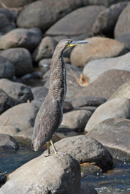 Fasciated Tiger-Heron