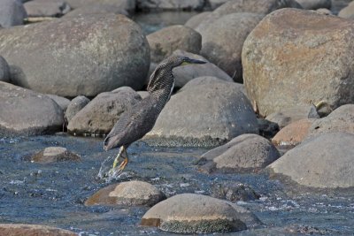 Fasciated Tiger-Heron