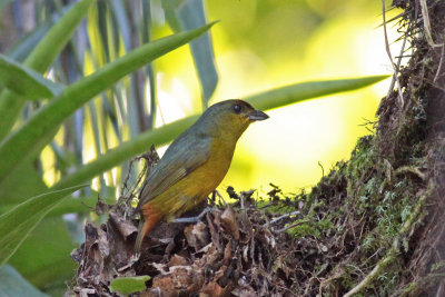 Olive-backed Euphonia