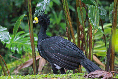 Birds of Costa Rica and Panama