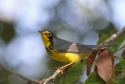 Canada Warbler