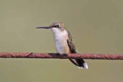 Ruby-throated Hummingbird