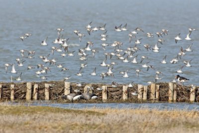 Shorebird Flocks