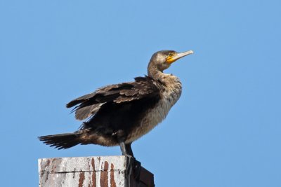 Great Cormorant