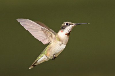 Ruby-throated Hummingbird