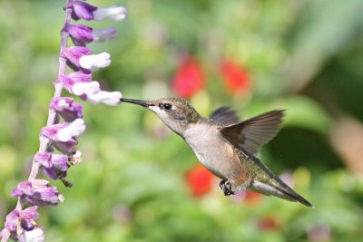 Ruby-throated Hummingbird