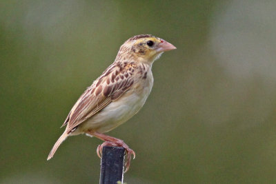 Northern Red Bishop