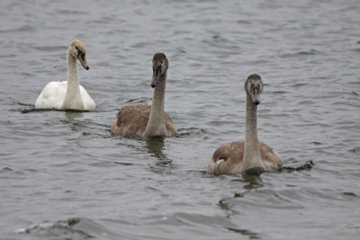 Mute Swans