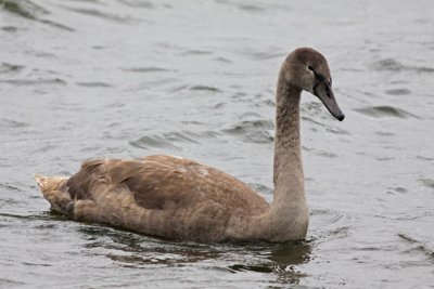 Young Mute Swan