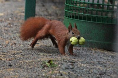 Red Squirrel