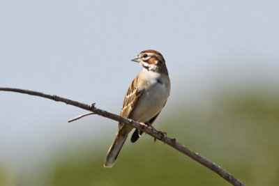 Lark Sparrow