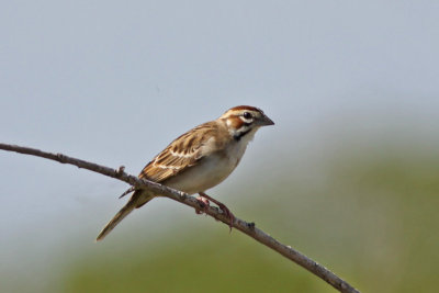 Lark Sparrow