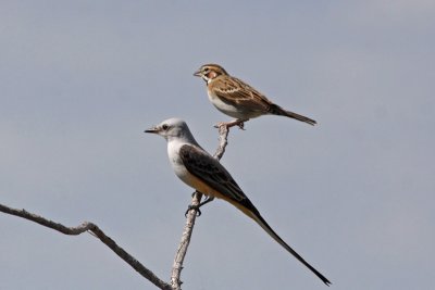 Scissor-tailed Flycatcher and Lark Sparrow