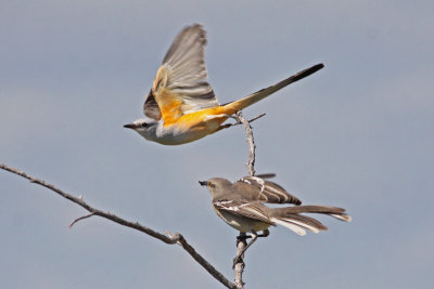 Scissor-tailed Flycatcher and Northern Mockingbird