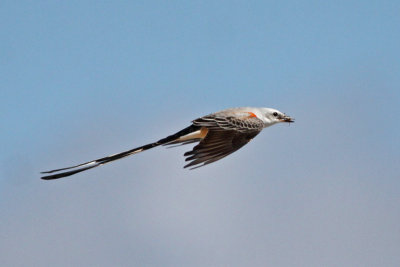 Scissor-tailed Flycatcher