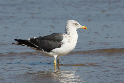 Lesser Black-backed Gull