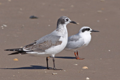 Franklin's Gull and Forster's Tern