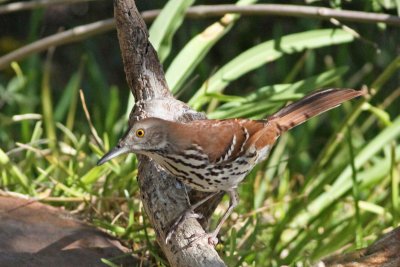 Brown Thrasher